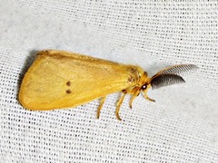 Bracharoa quadripunctata