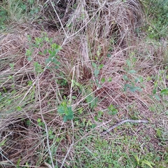 Aloysia chamaedryfolia