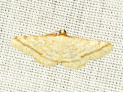 Heterostegane rectistriga