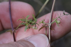 Galium nuttallii nuttallii