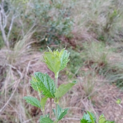 Aloysia chamaedryfolia