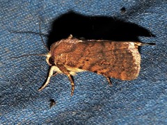 Caradrina tenebrata