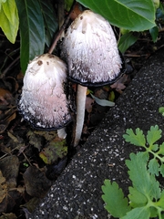 Coprinus comatus