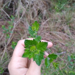 Aloysia chamaedryfolia