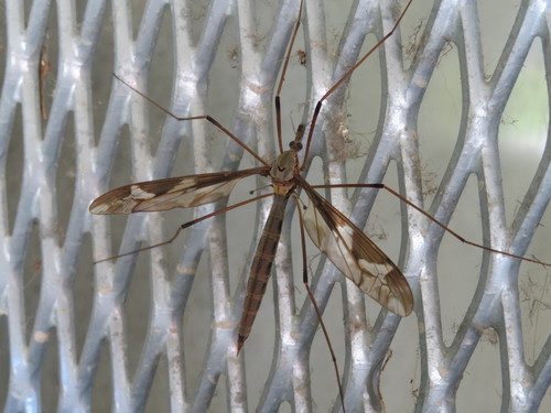 Giant cranefly photo 3