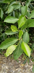 Ficus tinctoria