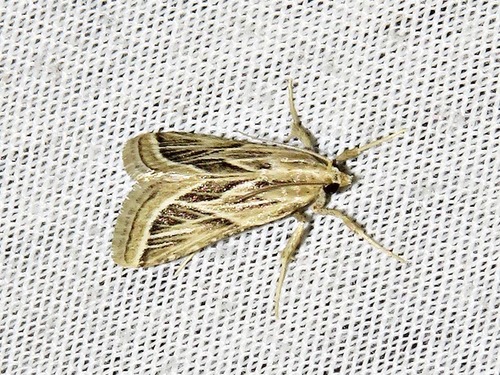 Loryma sentiusalis