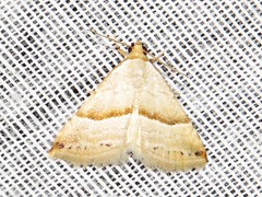 Eublemma mesophaea