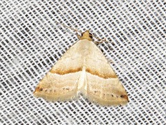Eublemma mesophaea