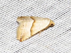 Eublemma mesophaea