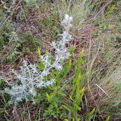 Baccharis ochracea