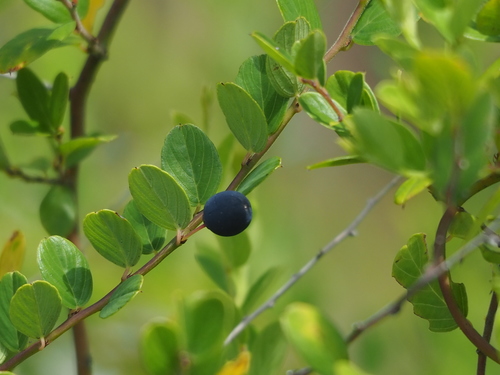 Berchemia lineata (Berchemia lineata)