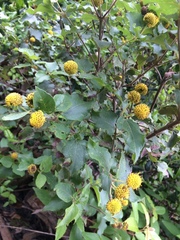 Podanthus ovatifolius