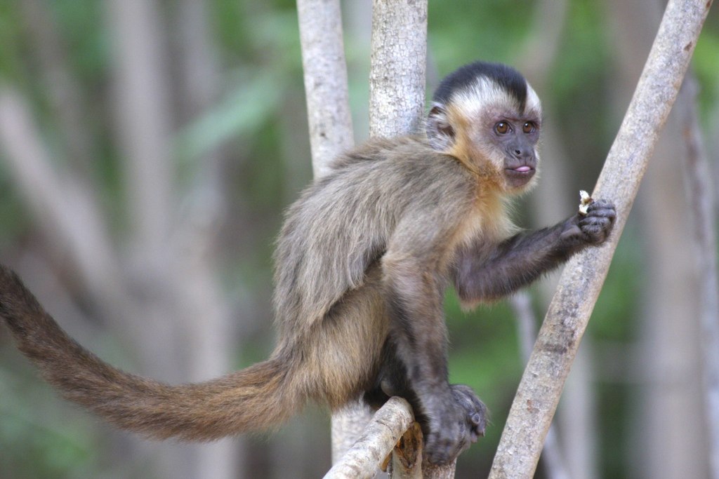 Brown Capuchin (Sapajus apella) - Know Your Mammals