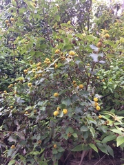 Podanthus ovatifolius