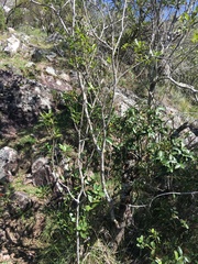 Lithraea brasiliensis