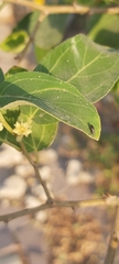 Diptera
