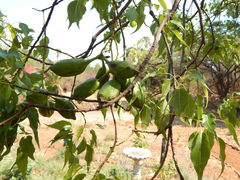 Brachychiton populneus