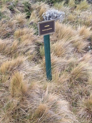 Festuca gracillima