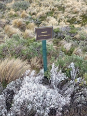 Senecio patagonicus