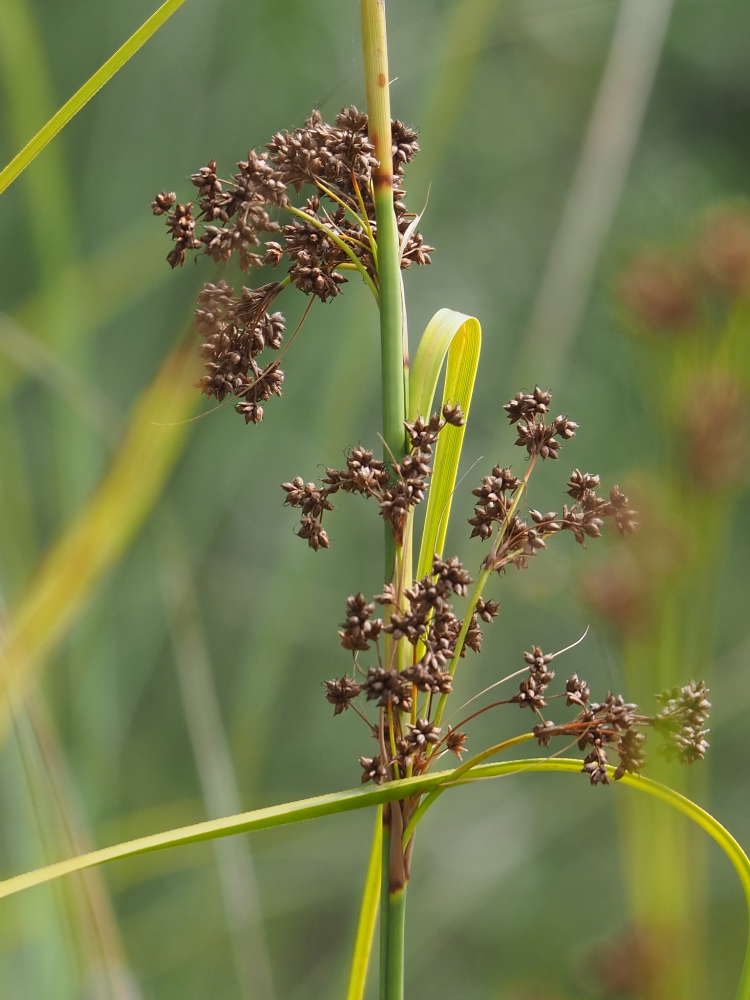 Cladium mariscus