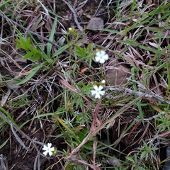 Glandularia thymoides