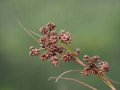 Cladium mariscus mariscus
