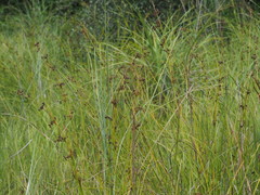 Cladium mariscus mariscus
