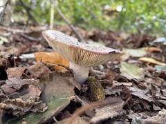 Russula exalbicans