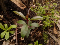 Syzygium paniculatum