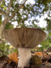 Russula exalbicans