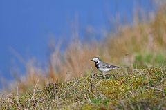 Motacilla alba