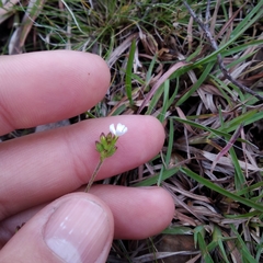 Glandularia thymoides