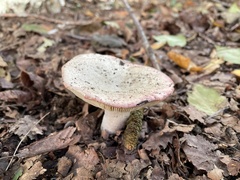 Russula exalbicans