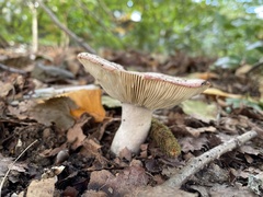 Russula exalbicans