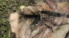 Aglaoctenus castaneus