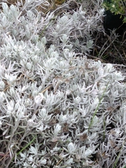 Senecio patagonicus