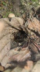 Aglaoctenus castaneus