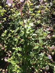 Jovellana punctata