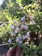 Jovellana punctata