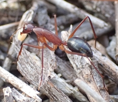 Camponotus rufus