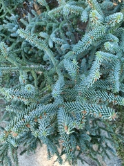 Abies pinsapo pinsapo