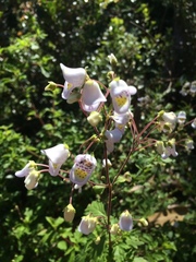 Jovellana punctata