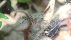 Aglaoctenus castaneus