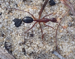 Camponotus rufus