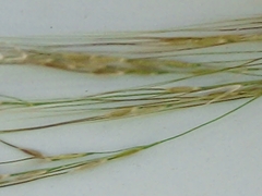 Poaceae