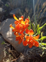 Alstroemeria ligtu