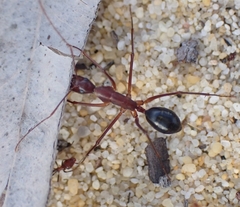 Camponotus rufus