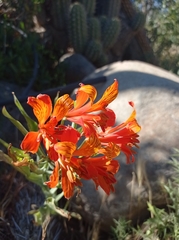 Alstroemeria ligtu