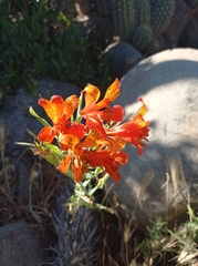 Alstroemeria ligtu